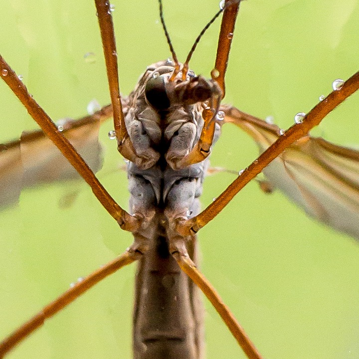 Crane fly - Stankelben