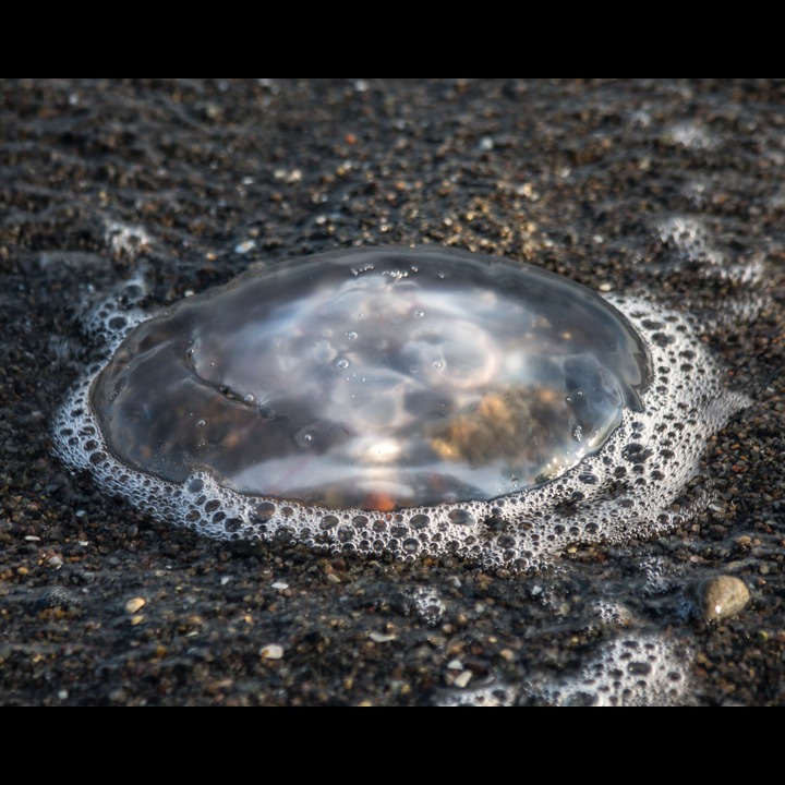 Jellyfish - (Aurelia aurita)