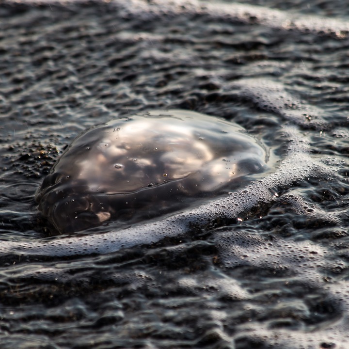 Jellyfish - (Aurelia aurita)