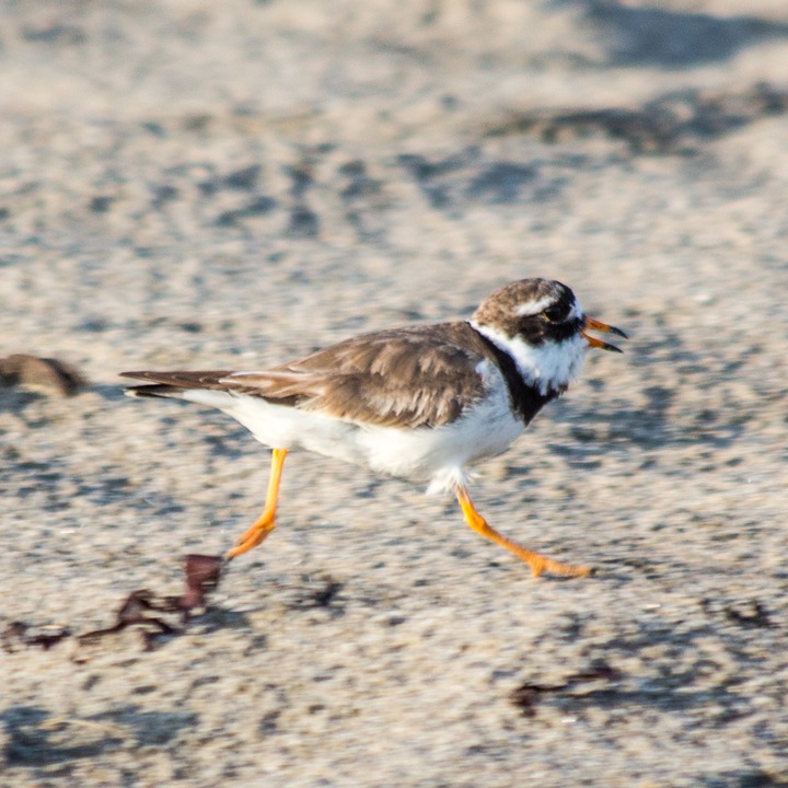 Sandlo (Common Ringed Plover)