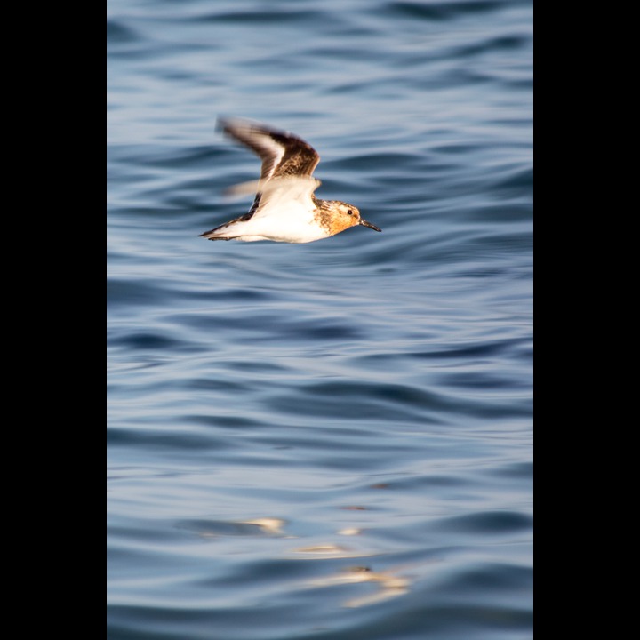 Sandløper (Sanderling)