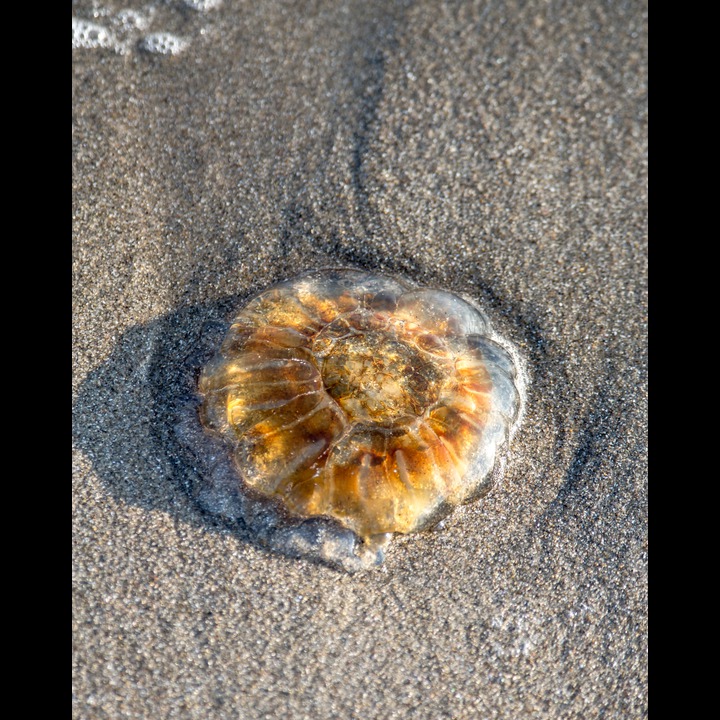 Lion's mane jellyfish - Brennmanet (Cyanea capillata)