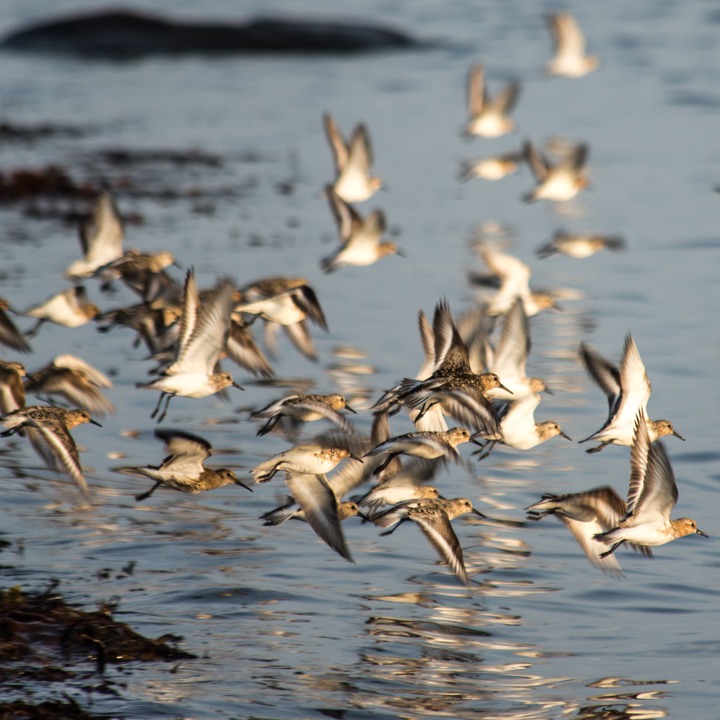 Myrsnipe (Dunlin) og Sandløpere (Sanderlings)