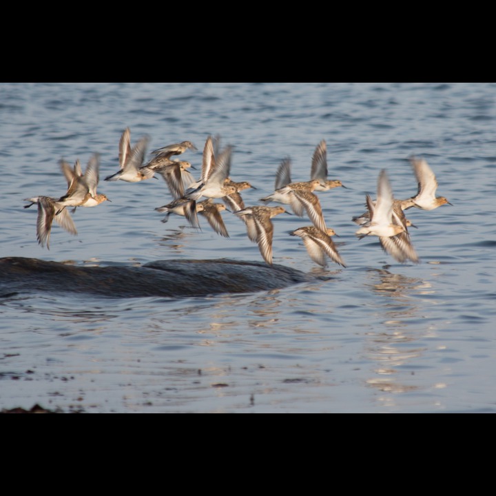 Myrsnipe (Dunlin) og Sandløpere (Sanderlings)