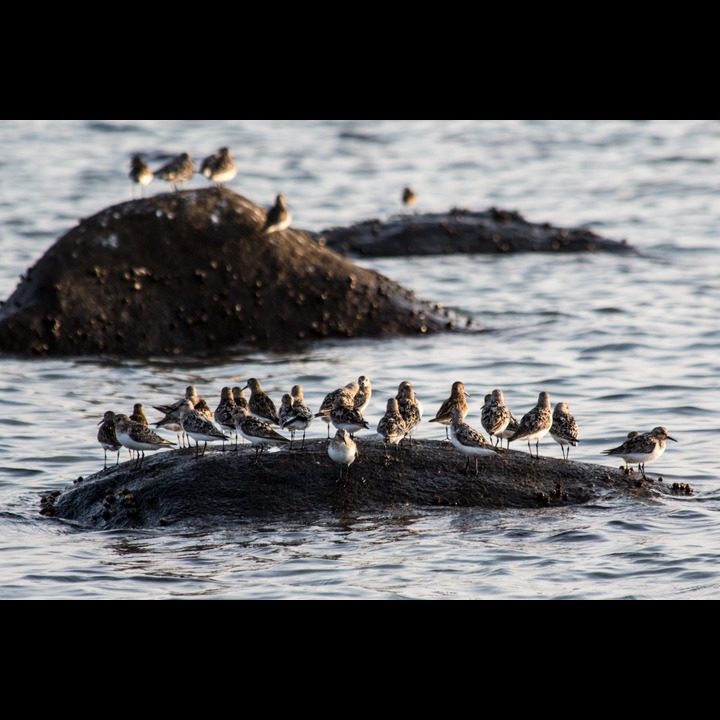 Myrsnipe (Dunlin)