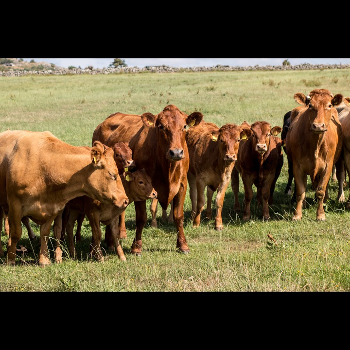 Cows protecting their calves at Være