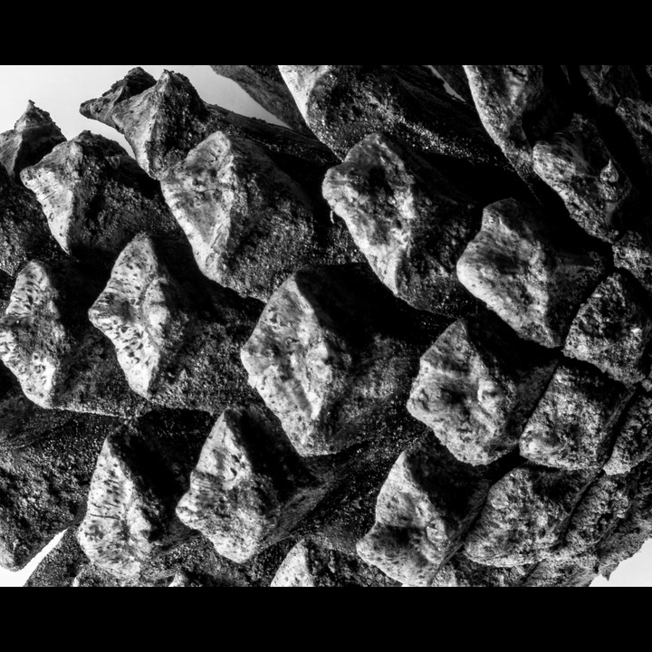 Pine cone - furukongle