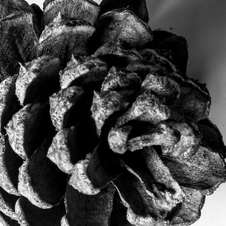 Pine cone - furukongle