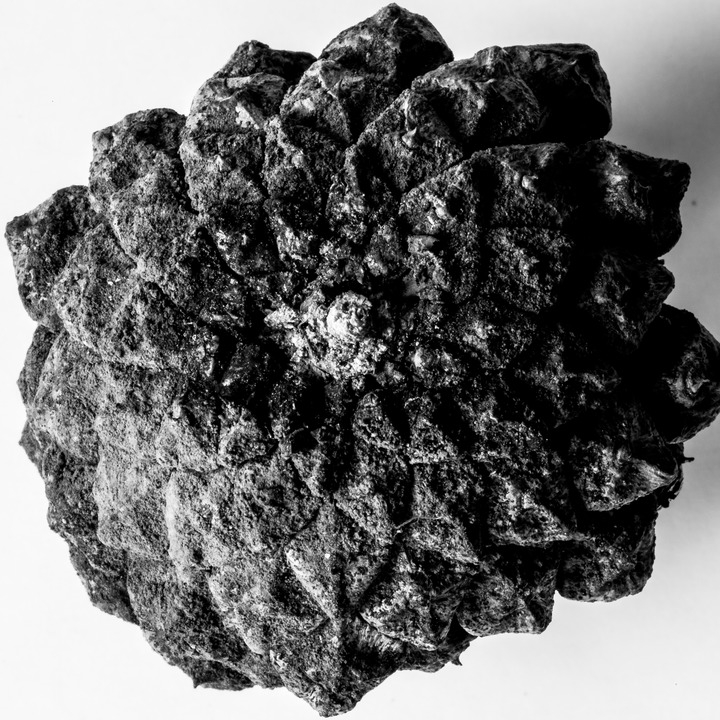 Pine cone - furukongle