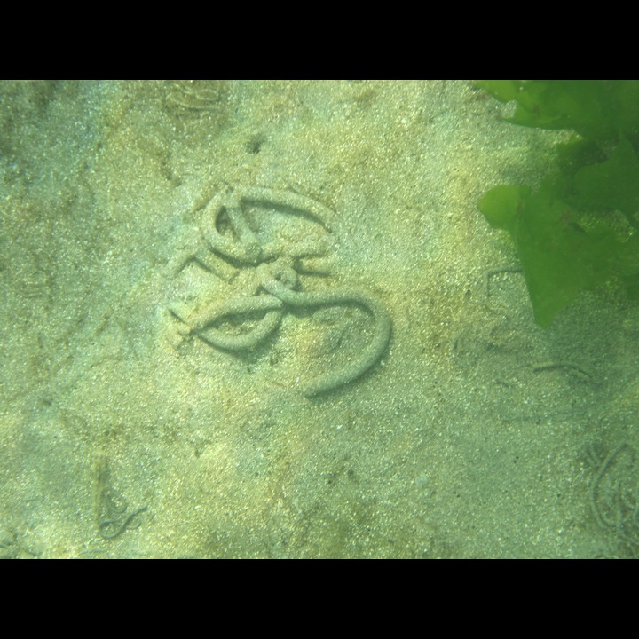 Evidence of a sand worm
