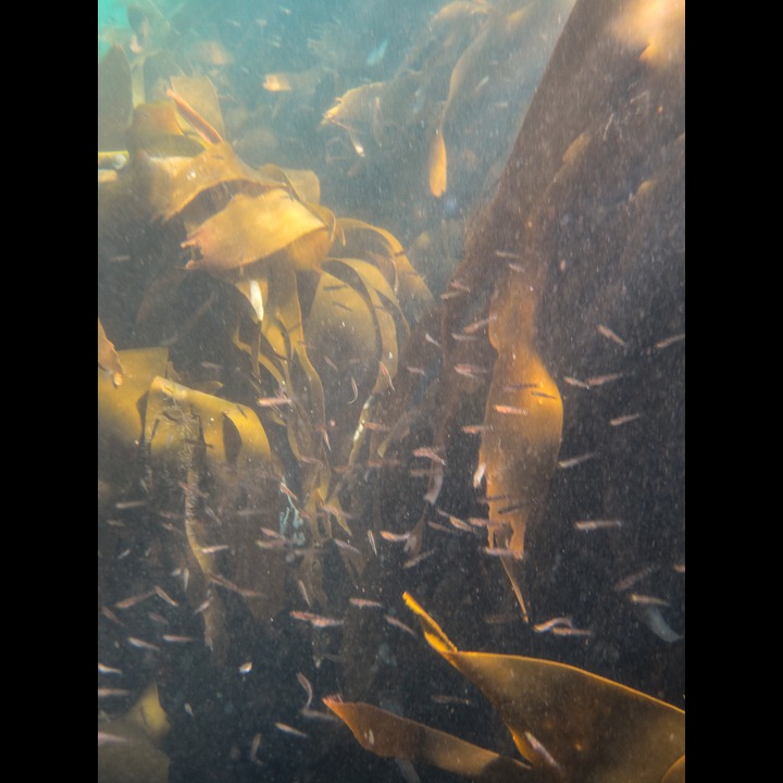 Kelp forest at Østhasselstrand