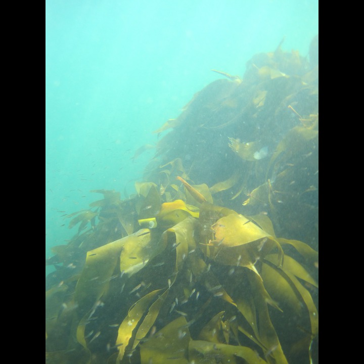 Kelp forest at Østhasselstrand