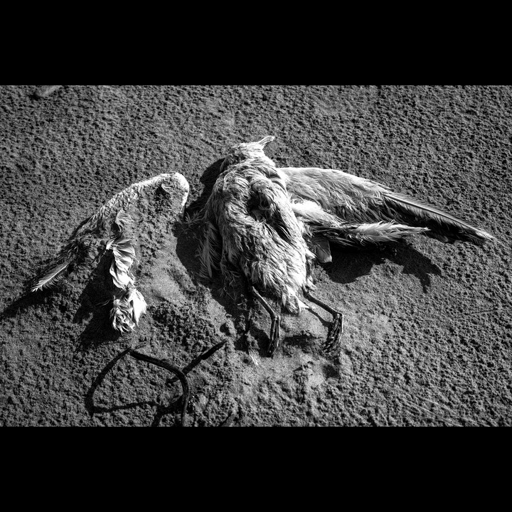 Dead seagull at Kviljosanden