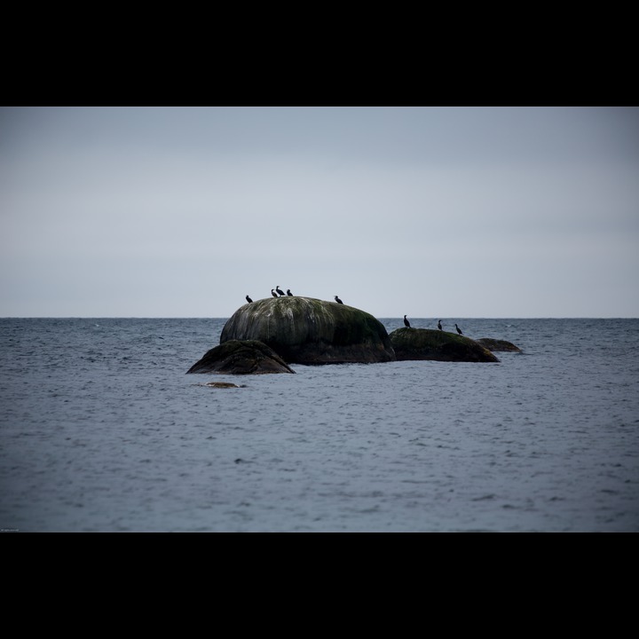 Cormorants at Kviljoodden