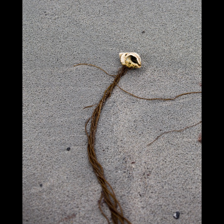 This seaweed has grown too large and bouyant for its anchoring shell. This shell has been home for a snail, but probably also a hermit crab and a colony of crustaceans and algae.