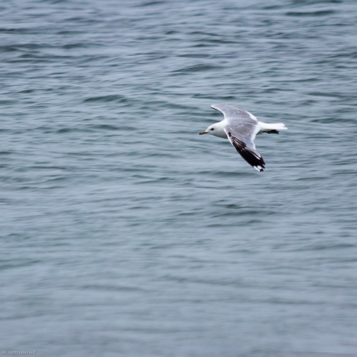 Fishing seagull