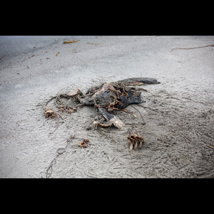 The cadaver of a seal has been a meal for the gulls