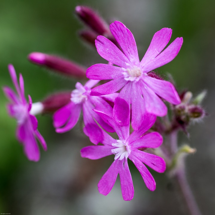 Flowers around the hut at Kviljo