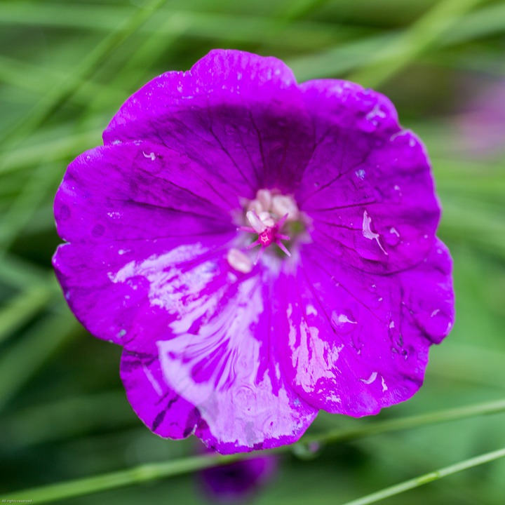 Flowers around the hut at Kviljo