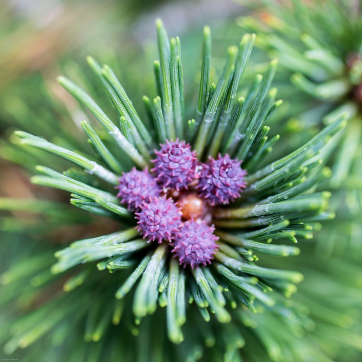 Pine flowers