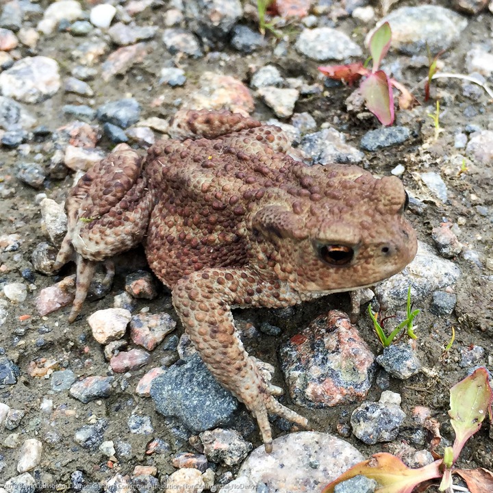 Frog at Marka shooting range