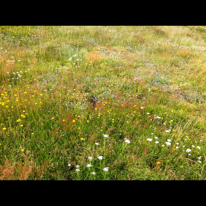 Wild flowers at Østhasselstrand