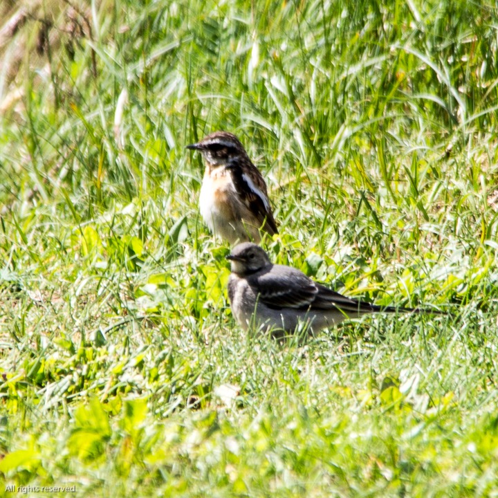 Winchat (Buskskvett) and White Wagtail chick (Linerle)