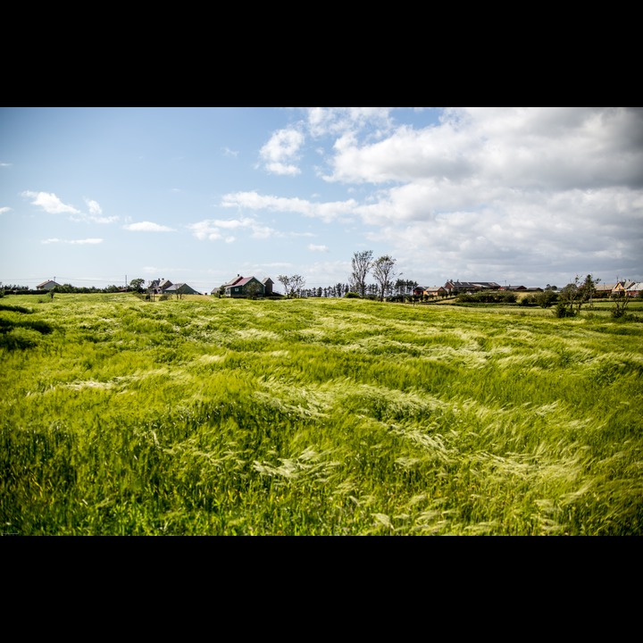 A sea of wheat at Kviljo