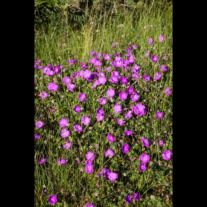 Wild flowers at Kviljo