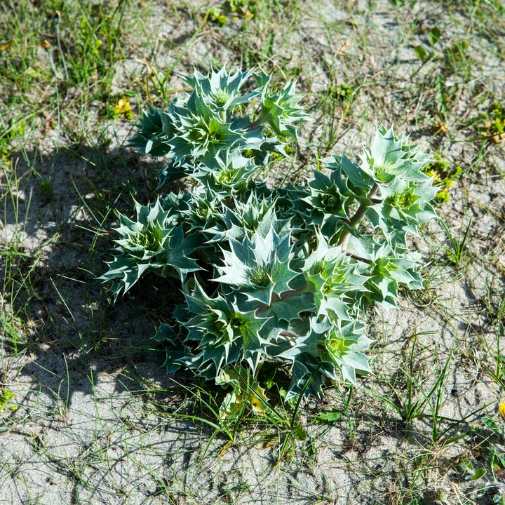 Strandtorn (Eryngium maritimum), sea holly, an Elizabethan aphrodisiac