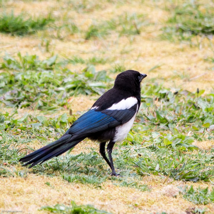 Magpie on the lawn