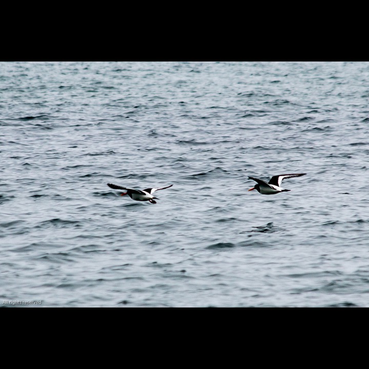 Oystercatchers (Tjeld) - Kviljosanden