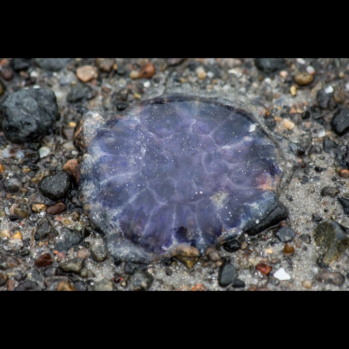 Blå brennmanet - Cyanea lamarckii