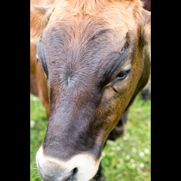 A cow at Nordhassel