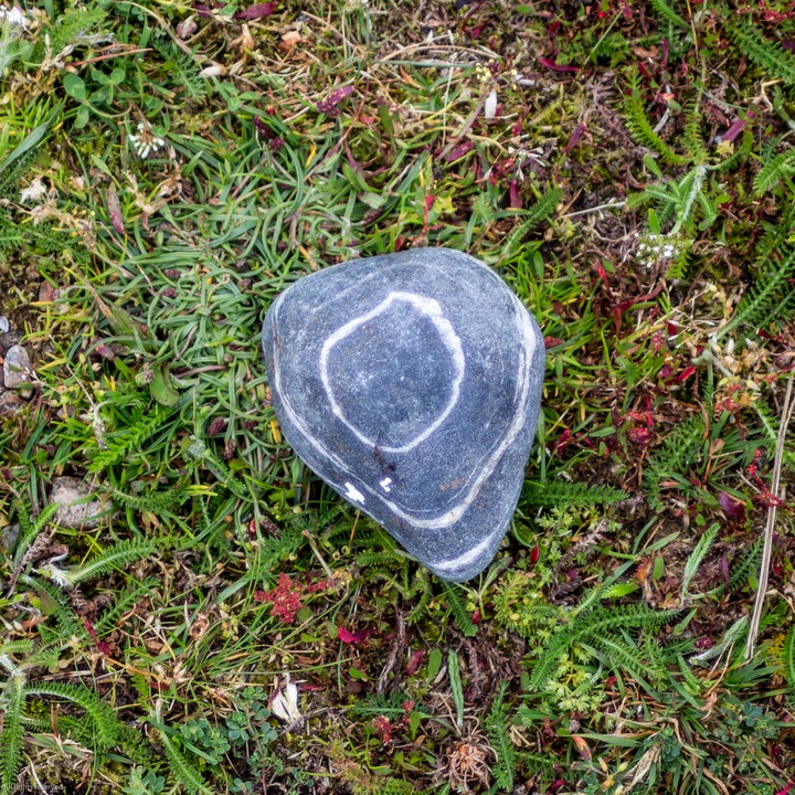 Found in the grazing field at Stensvika