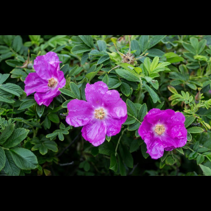 Rosehip flowers near Lillerauna