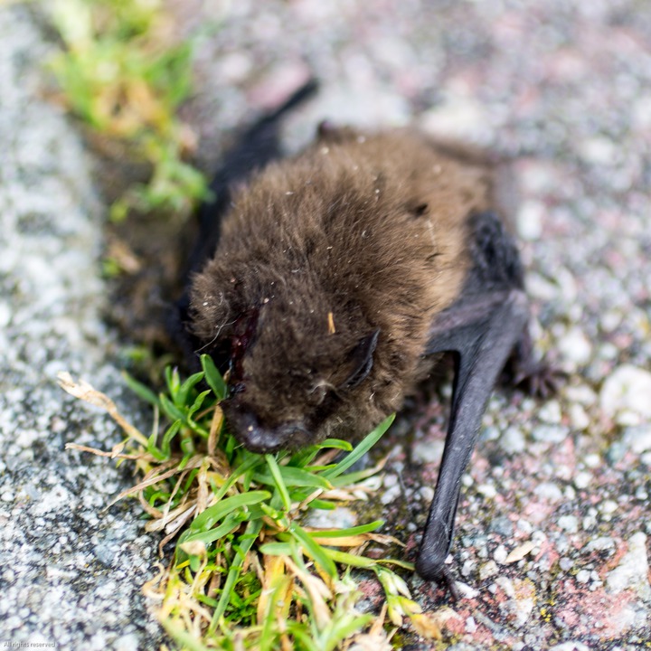The bat that sought shelter in a gap by the seaside door of the house