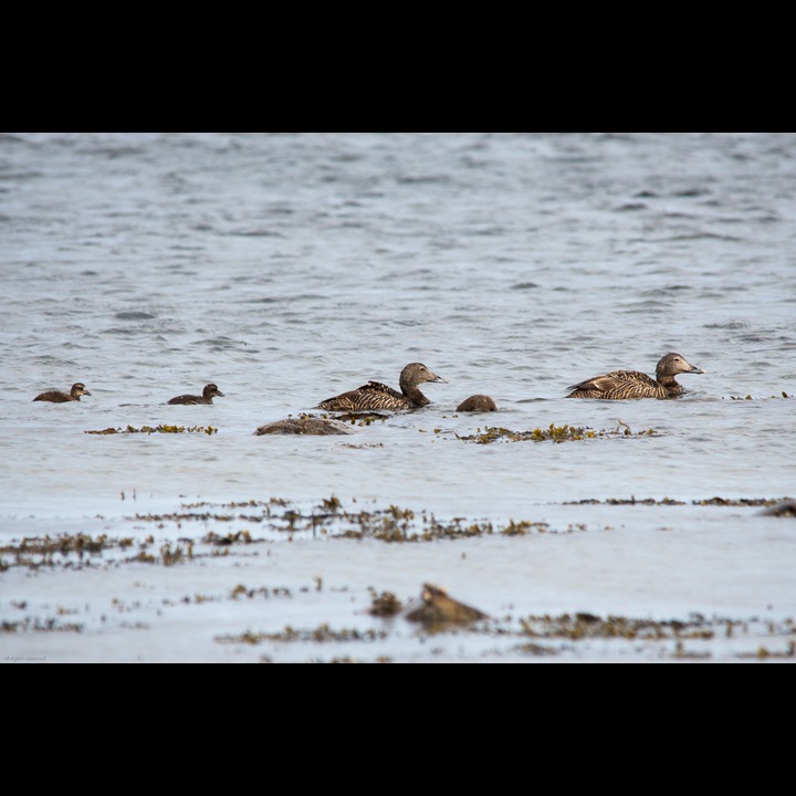 A family of eiders at Kviljoodden