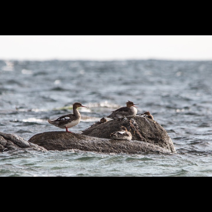 Siland (Red-breasted Merganser) på Kviljoodden