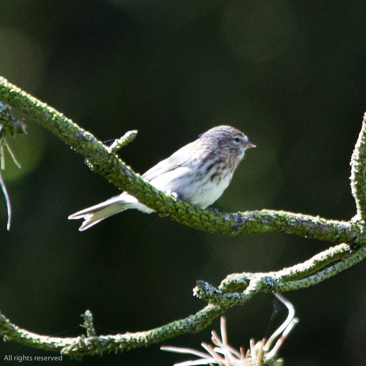 Grønnsisik (Eurasian Siskin)