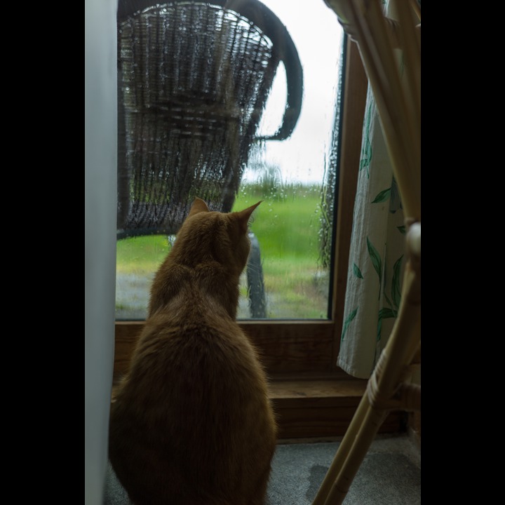 Bored vacation cat waiting for the rain to stop