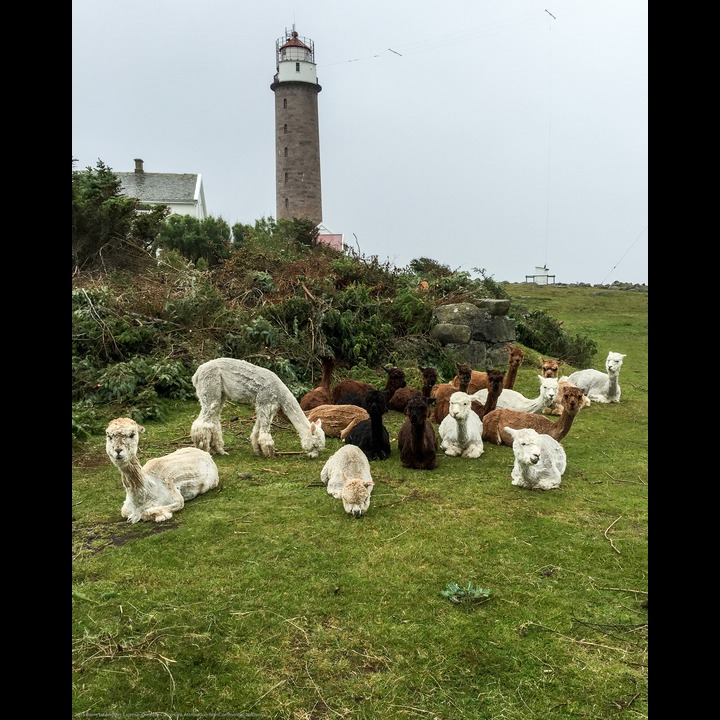 Llamas at Lista Lighthouse