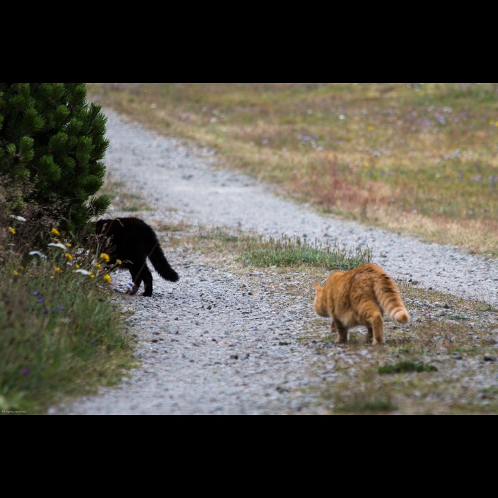 The cat trying to make a new friend