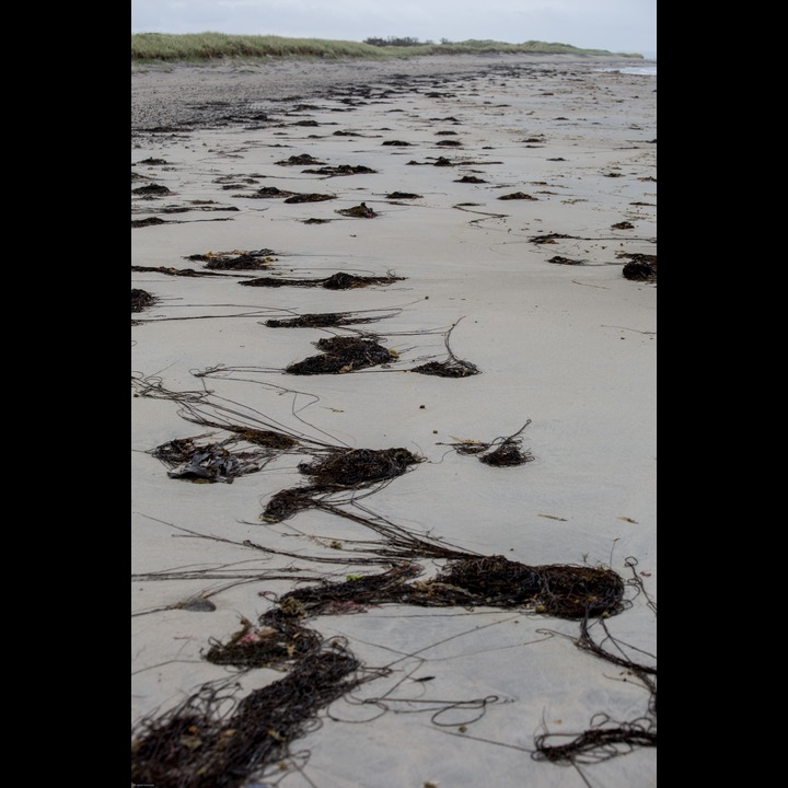 Seaweed blown ashore during the storm at Kviljosanden