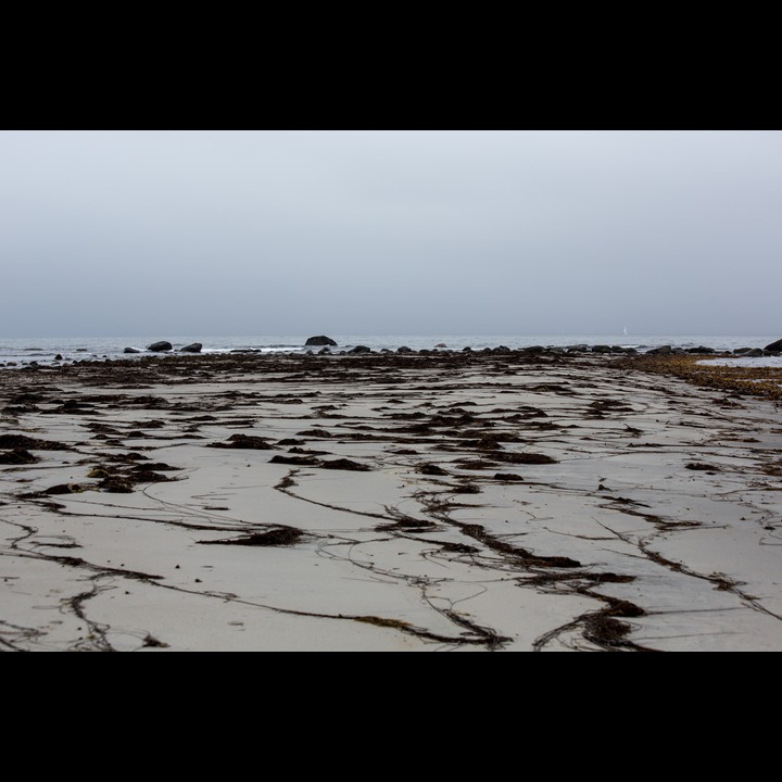 Seaweed blown ashore during the storm at Kviljoodden