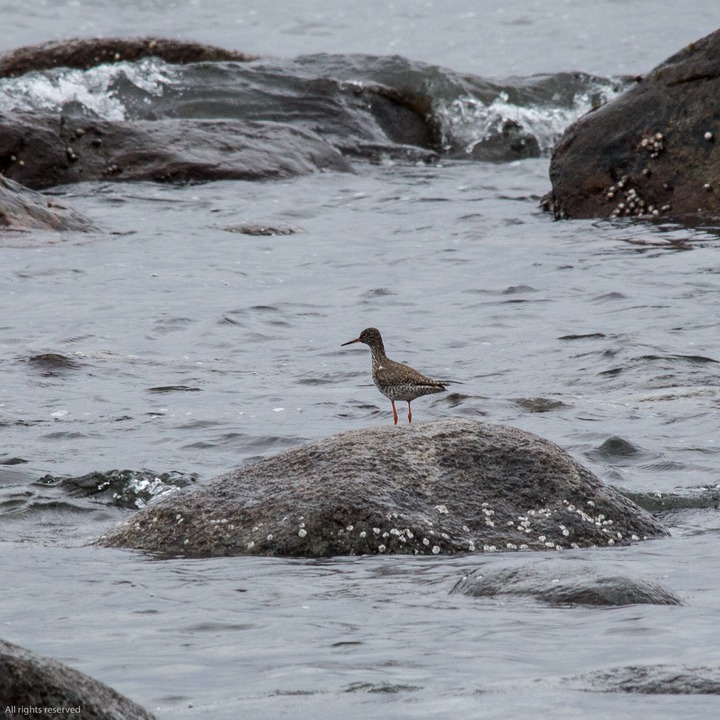 Rødstilk (Common Redshank) at Kviljoodden