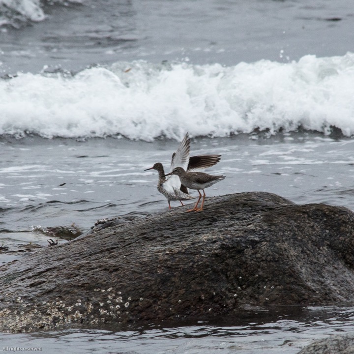 Rødstilk (Common Redshank) at Kviljoodden