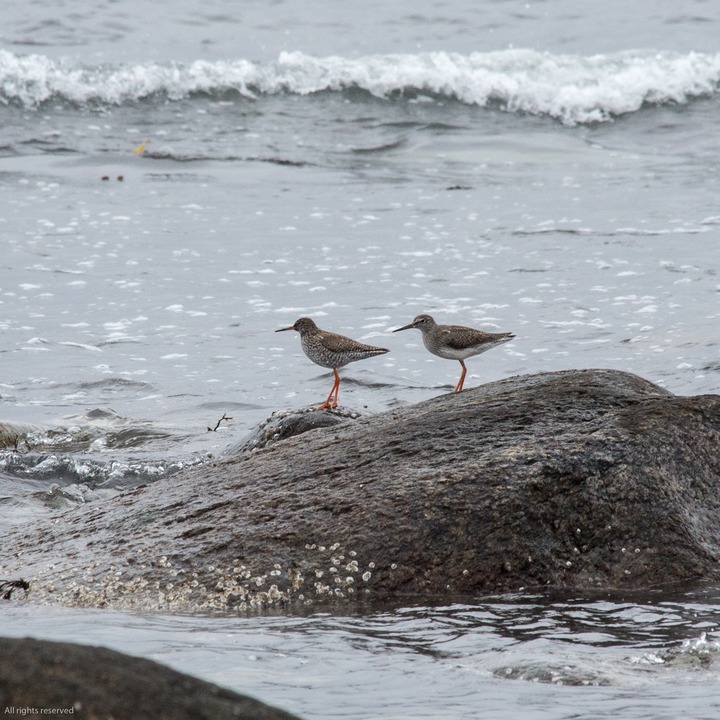 Rødstilk (Common Redshank) at Kviljoodden