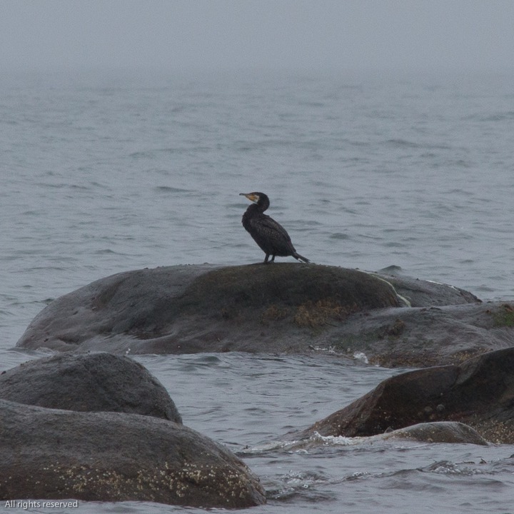 Great Cormorant (Storskarv) at  Kviljoodden