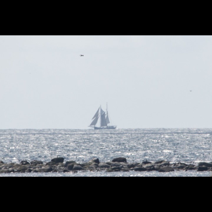 De Gallant (NL) for Kristiansand (Tall Ships Races 2015)